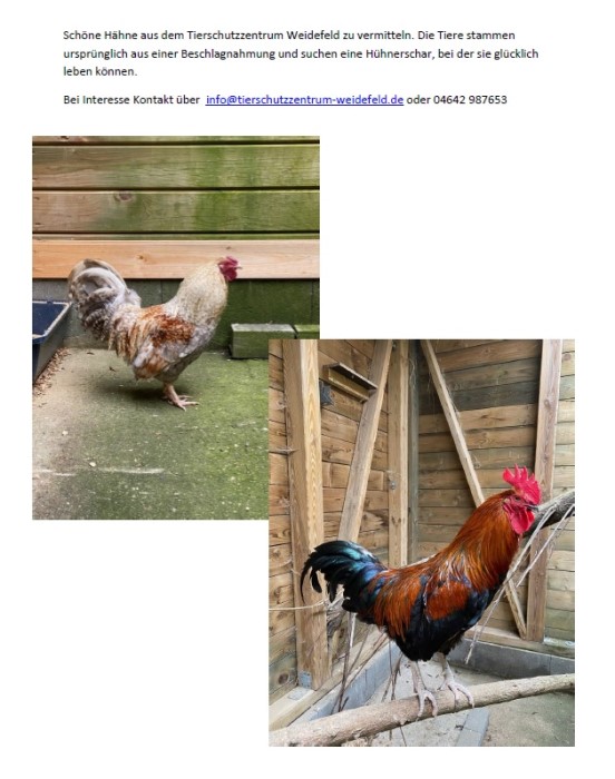 2020-09-08 Hähne Tierschutzzentrum Weidefeld